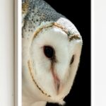 Quadro Decorativo Coruja Perfil Fundo Preto - 70x50 cm