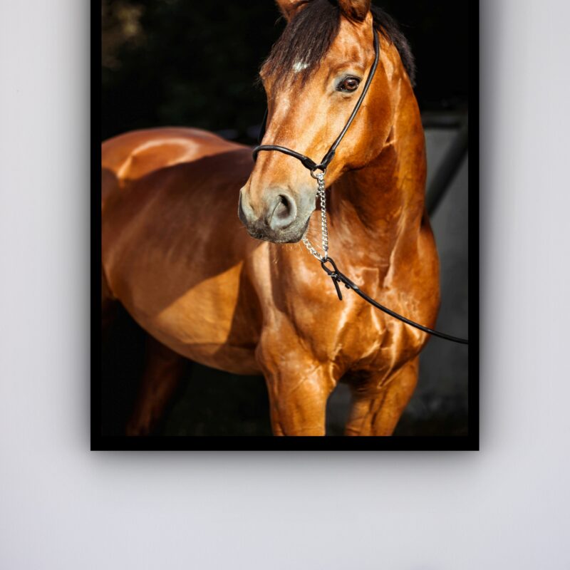 Quadro Decorativo Foto Cavalo Marrom Sol - 70x50 cm