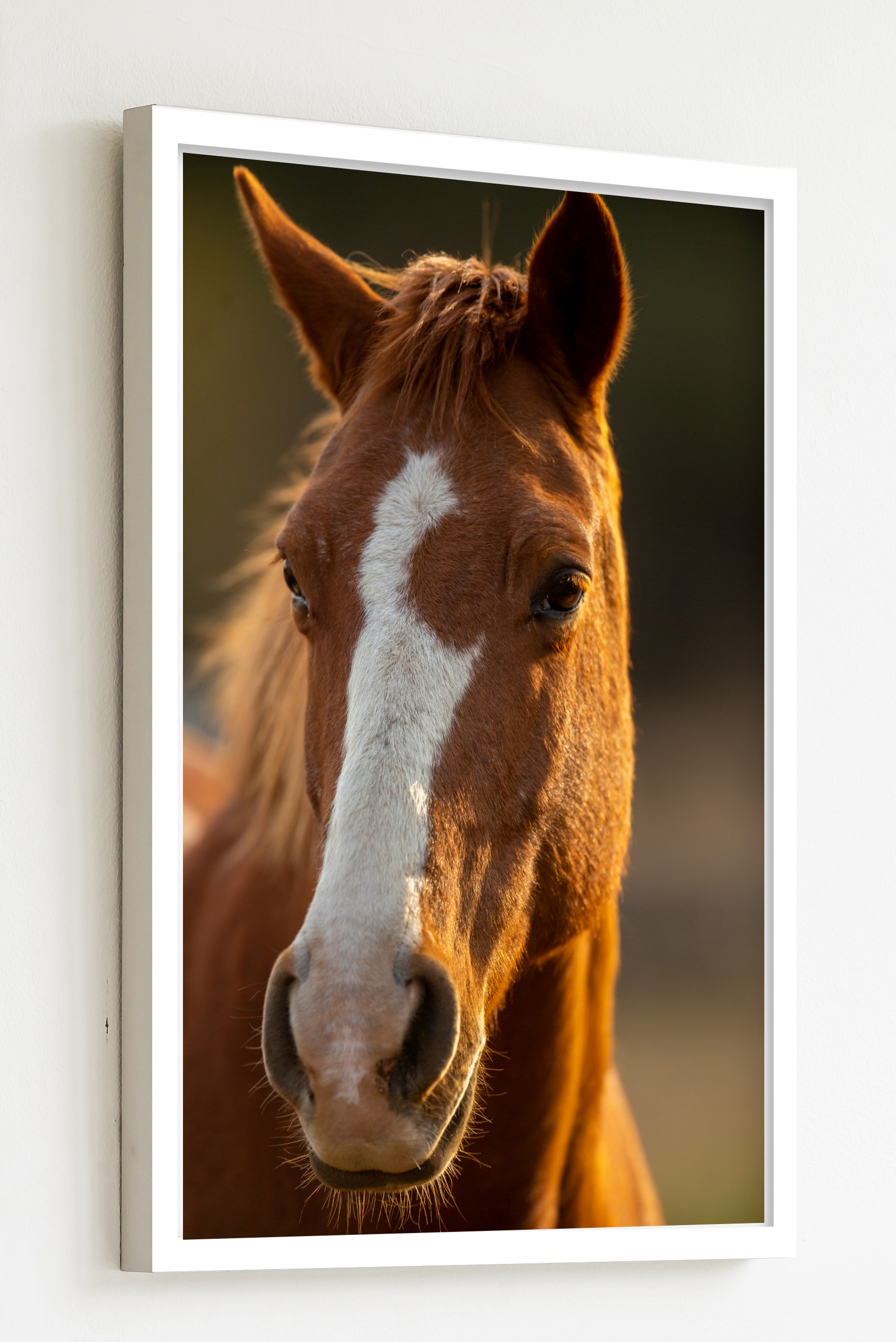 Quadro Decorativo Foto Cavalo Marrom e Branco - 70x50 cm