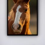 Quadro Decorativo Foto Cavalo Marrom e Branco - 70x50 cm