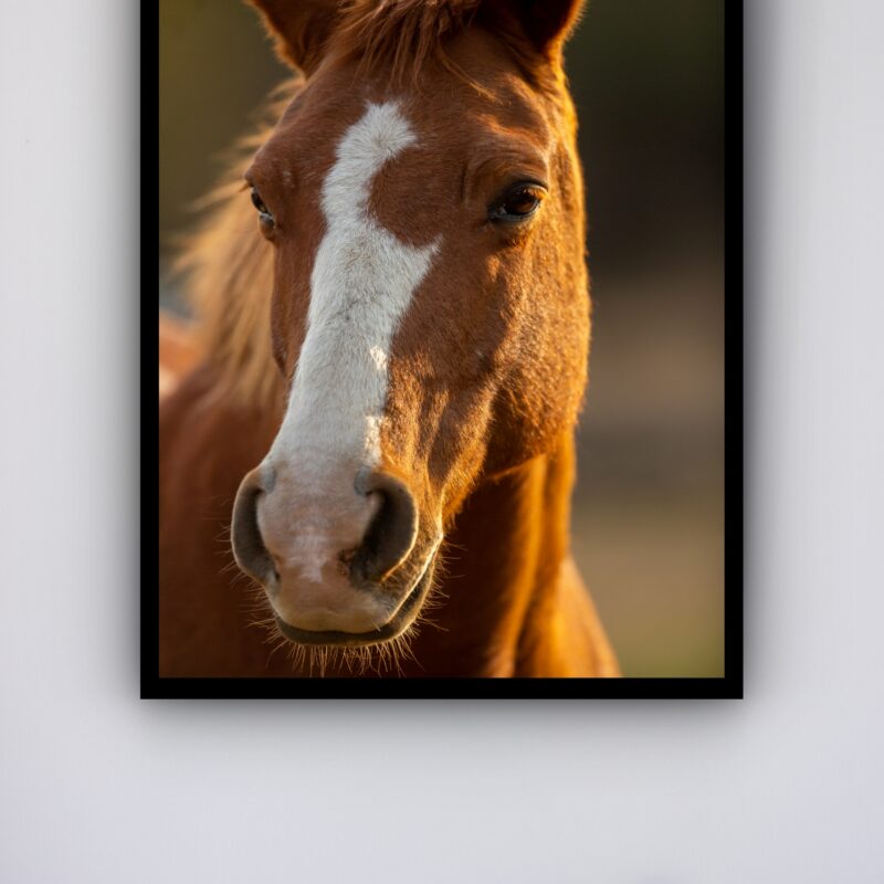 Quadro Decorativo Foto Cavalo Marrom e Branco - 70x50 cm