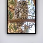 Quadro Decorativo Foto Coruja Árvore - 70x50 cm