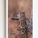 Quadro Decorativo Foto Coruja Árvore Seca - 70x50 cm
