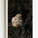 Quadro Decorativo Foto Coruja Filhotes - 70x50 cm