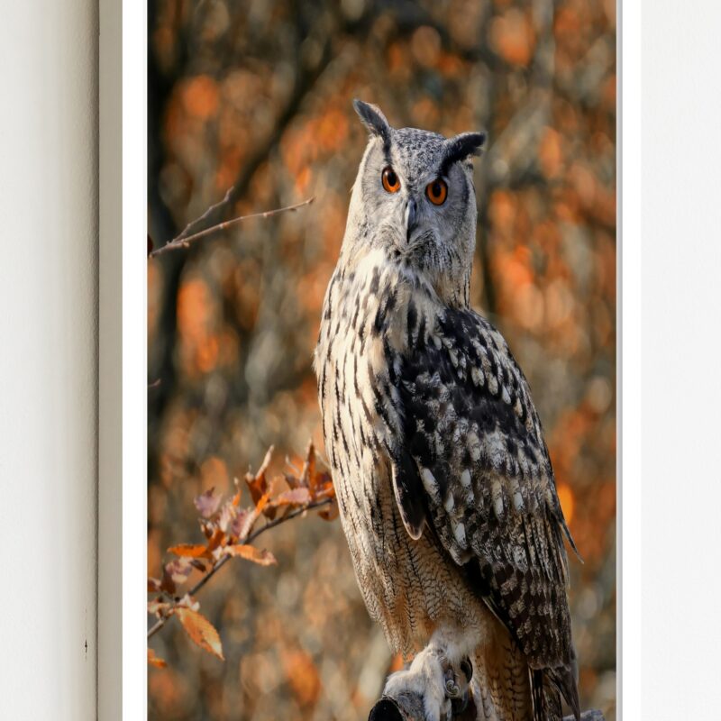 Quadro Decorativo Foto Coruja Floresta - 70x50 cm