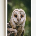 Quadro Decorativo Foto Coruja Fundo Verde - 70x50 cm
