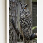 Quadro Decorativo Foto Coruja Galho Árvore - 70x50 cm