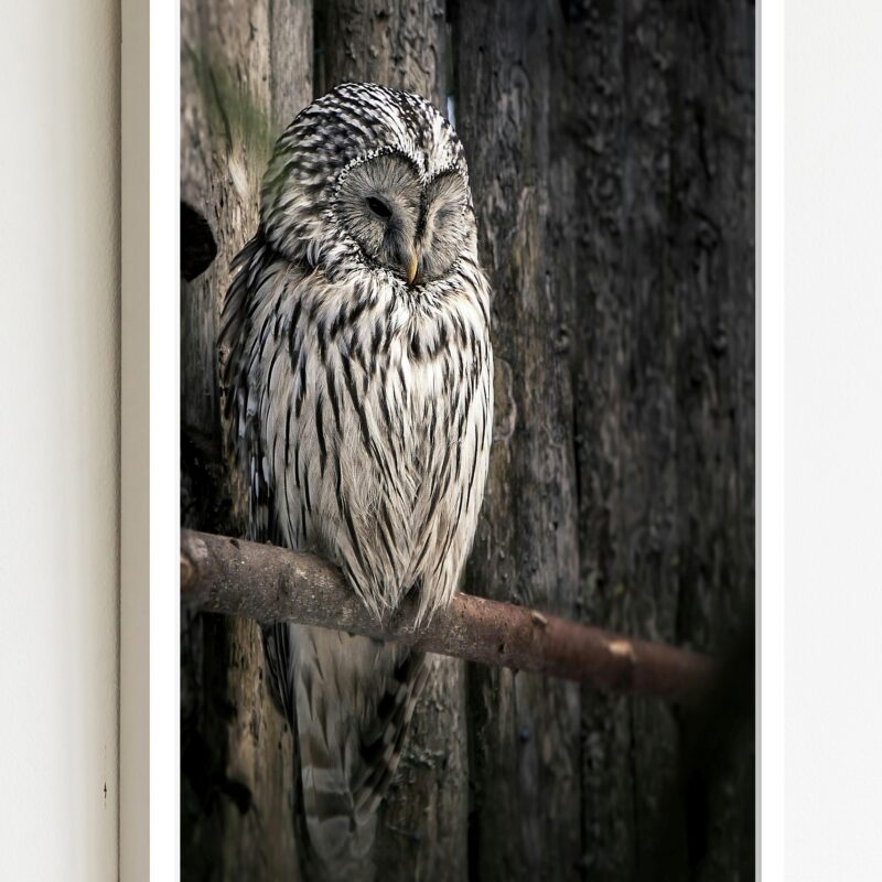 Quadro Decorativo Foto Coruja Galho Seco - 70x50 cm