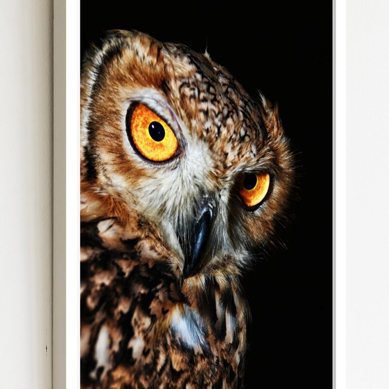 Quadro Decorativo Foto Coruja Marrom - 70x50 cm