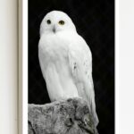 Quadro Decorativo Foto Coruja Na Pedra - 70x50 cm