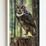 Quadro Decorativo Foto Coruja Tronco Árvore - 70x50 cm