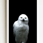 Quadro Decorativo Foto Coruja da Neve - 70x50 cm