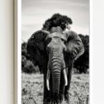 Quadro Decorativo Foto Elefante P&B - 70x50 cm