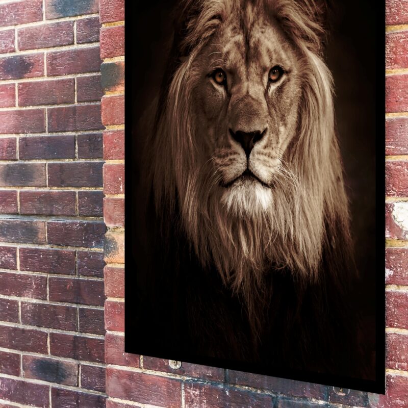 Quadro Decorativo Foto Leão Fundo Preto - 70x50 cm