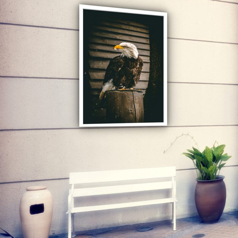 Quadro Decorativo Fotografia Águia Tronco - 70x50 cm