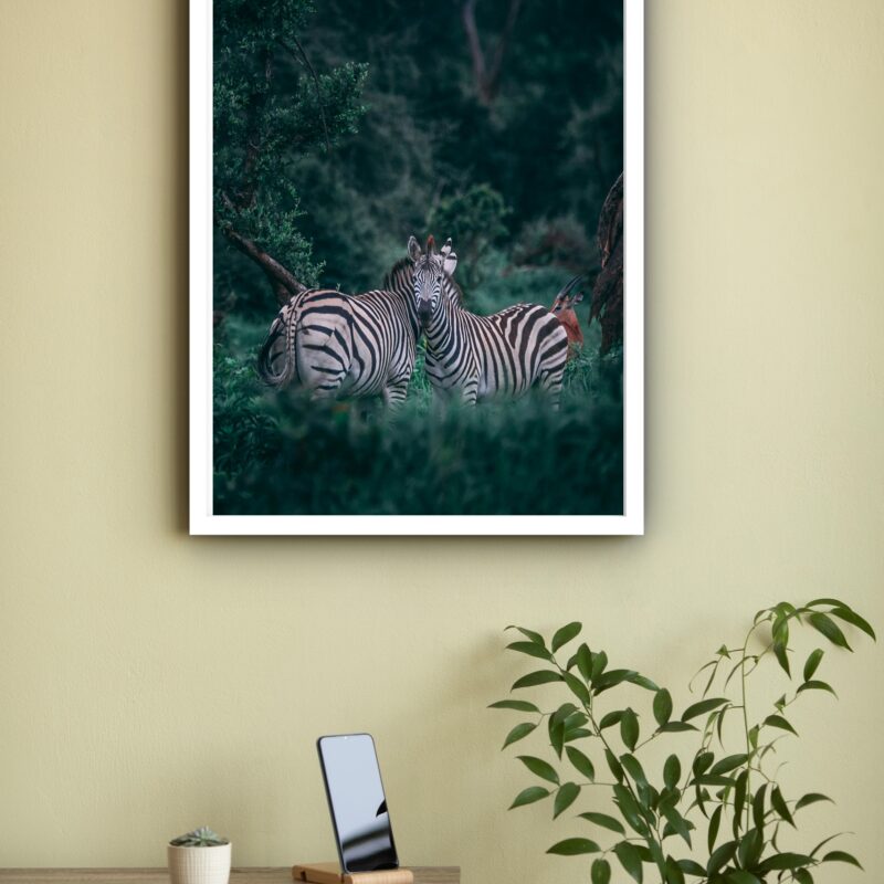 Quadro Decorativo Fotografia Casal Zebras Floresta -70x50cm