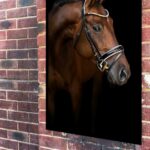 Quadro Decorativo Fotografia Cavalo Perfil - 70x50 cm