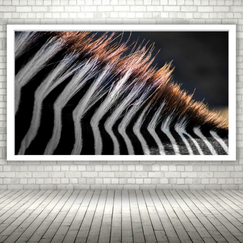 Quadro Decorativo Fotografia Crina Zebra - 50x70 cm