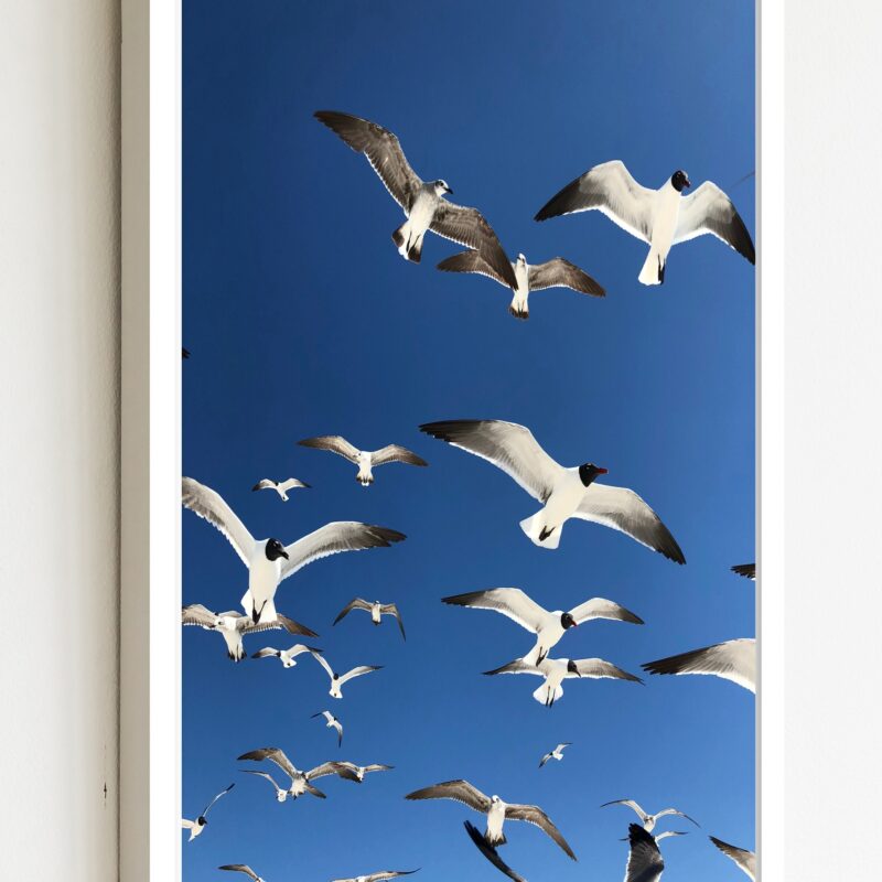 Quadro Decorativo Fotografia Gaivotas - 70x50 cm