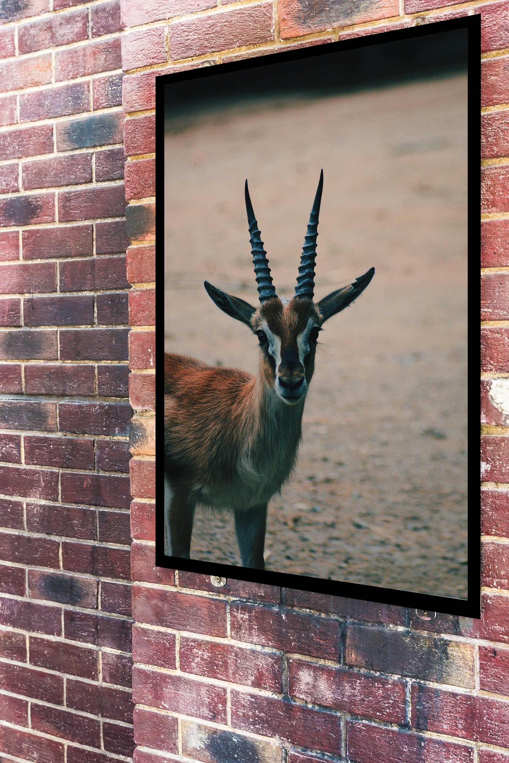 Quadro Decorativo Fotografia Gazela - 70x50 cm