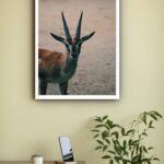 Quadro Decorativo Fotografia Gazela - 70x50 cm