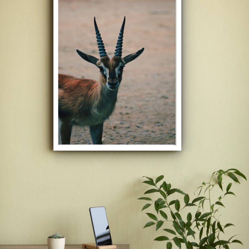 Quadro Decorativo Fotografia Gazela - 70x50 cm
