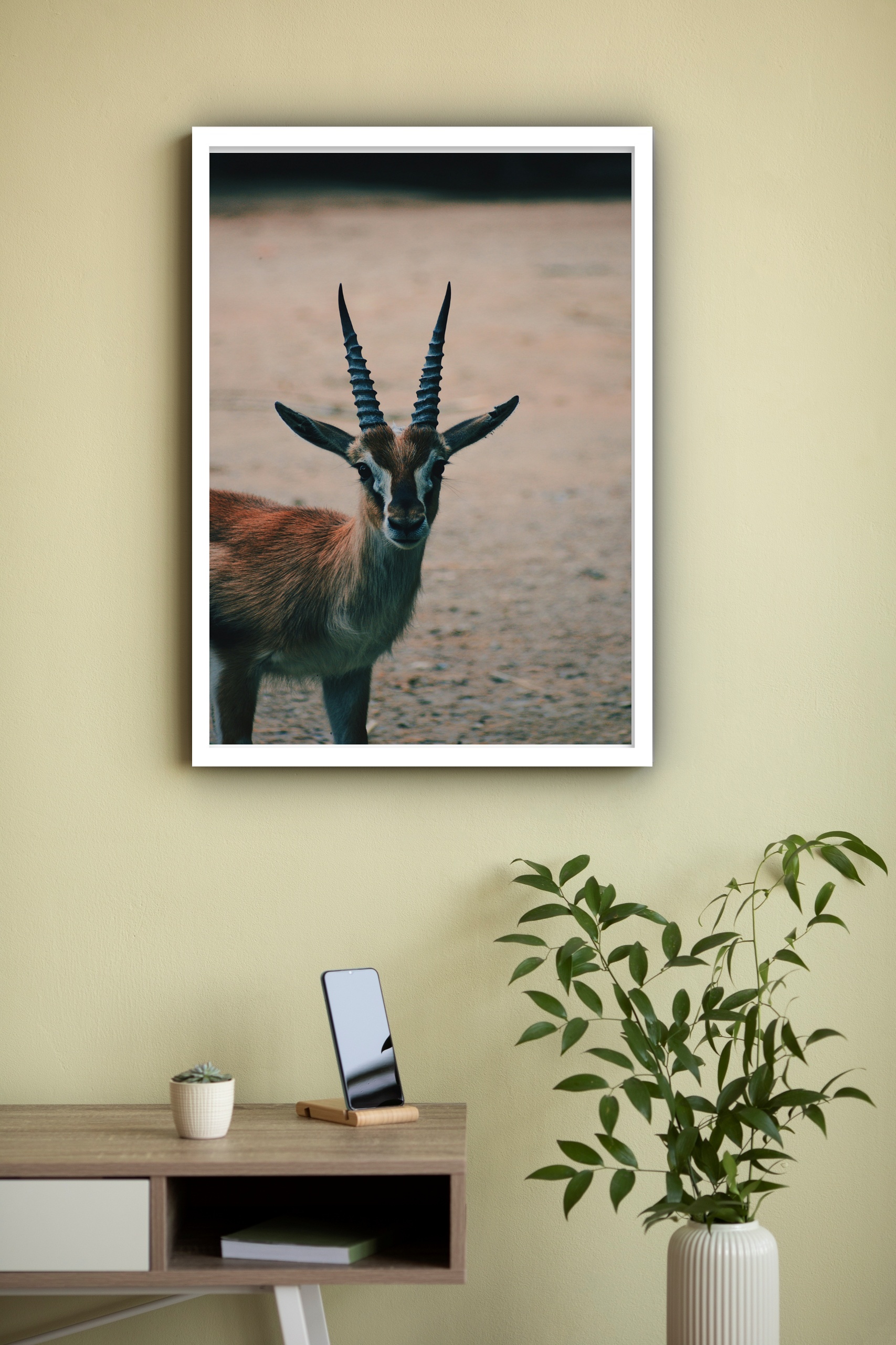 Quadro Decorativo Fotografia Gazela - 70x50 cm