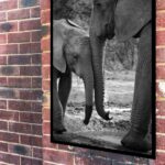 Quadro Decorativo Fotografia Mãe e Bebê Elefante - 70x50 cm