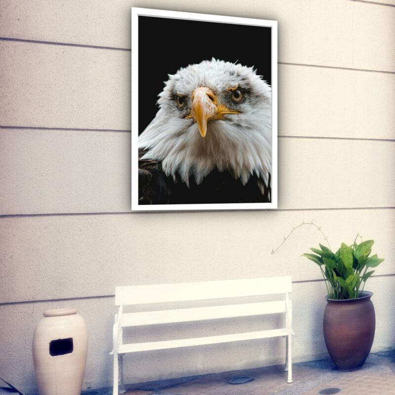 Quadro Decorativo Fotografia Olhar Águia - 70x50 cm