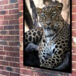 Quadro Decorativo Fotografia Onça Pintada - 70x50 cm