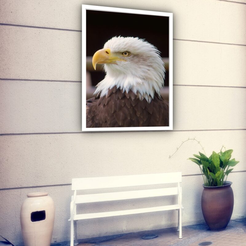 Quadro Decorativo Fotografia Perfil Águia - 70x50 cm