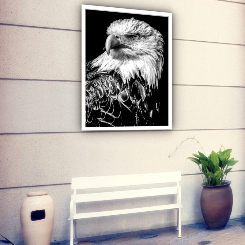 Quadro Decorativo Fotografia Perfil Águia P&B - 70x50 cm