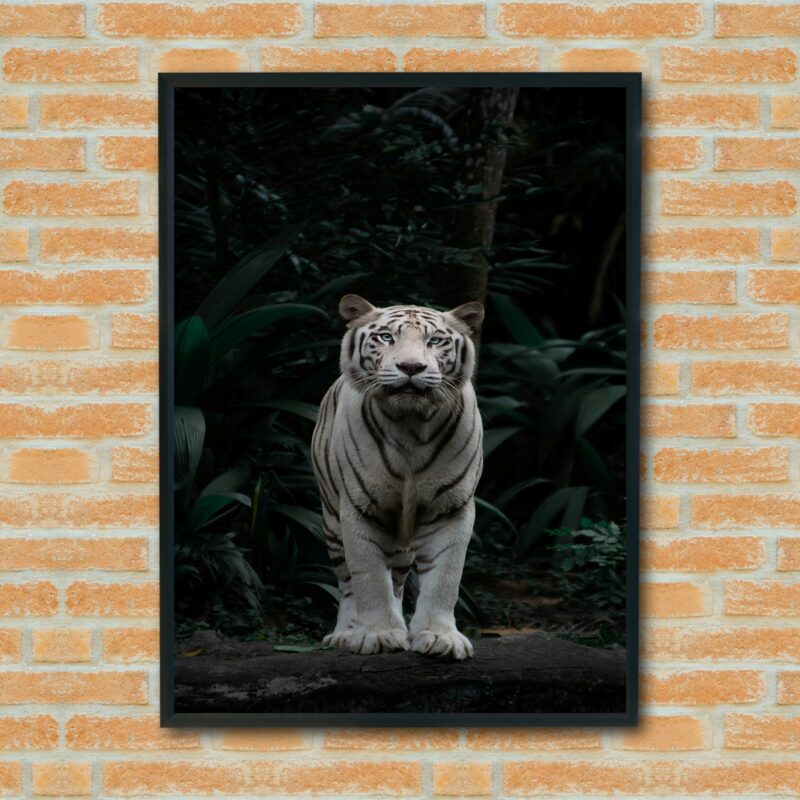 Quadro Decorativo Fotografia Tigre Branco - 70x50 cm