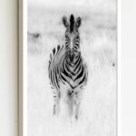 Quadro Decorativo Fotografia Zebra - 70x50 cm