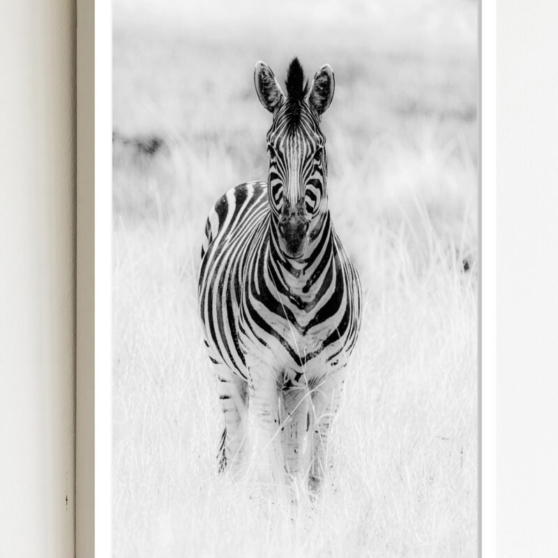 Quadro Decorativo Fotografia Zebra - 70x50 cm