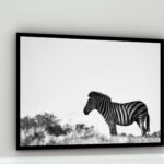 Quadro Decorativo Fotografia Zebra Branco e Preto - 50x70cm
