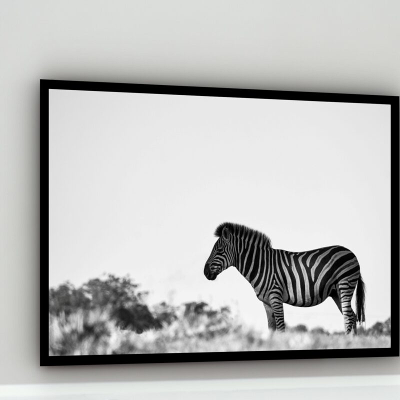 Quadro Decorativo Fotografia Zebra Branco e Preto - 50x70cm