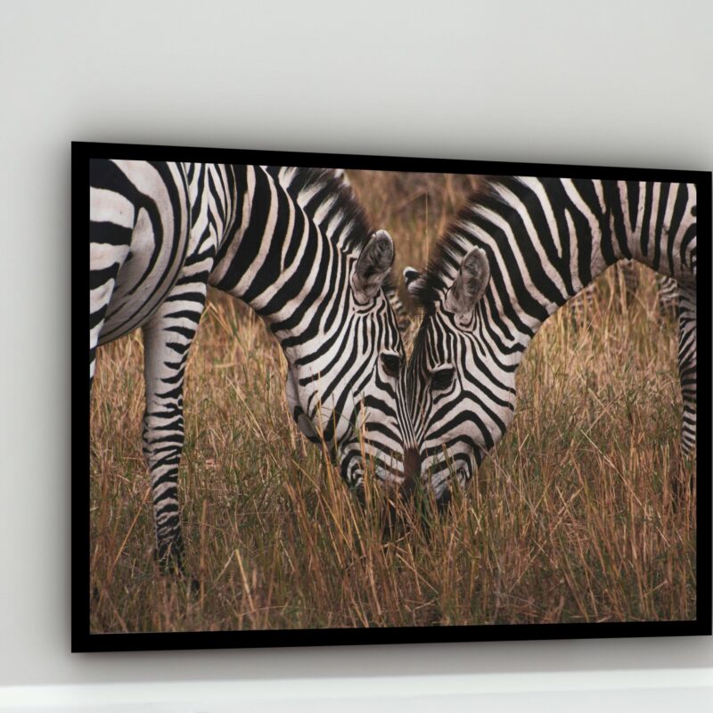 Quadro Decorativo Fotografia Zebras Pasto - 50x70 cm