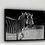 Quadro Decorativo Fotografia Zebras P&B - 50x70 cm