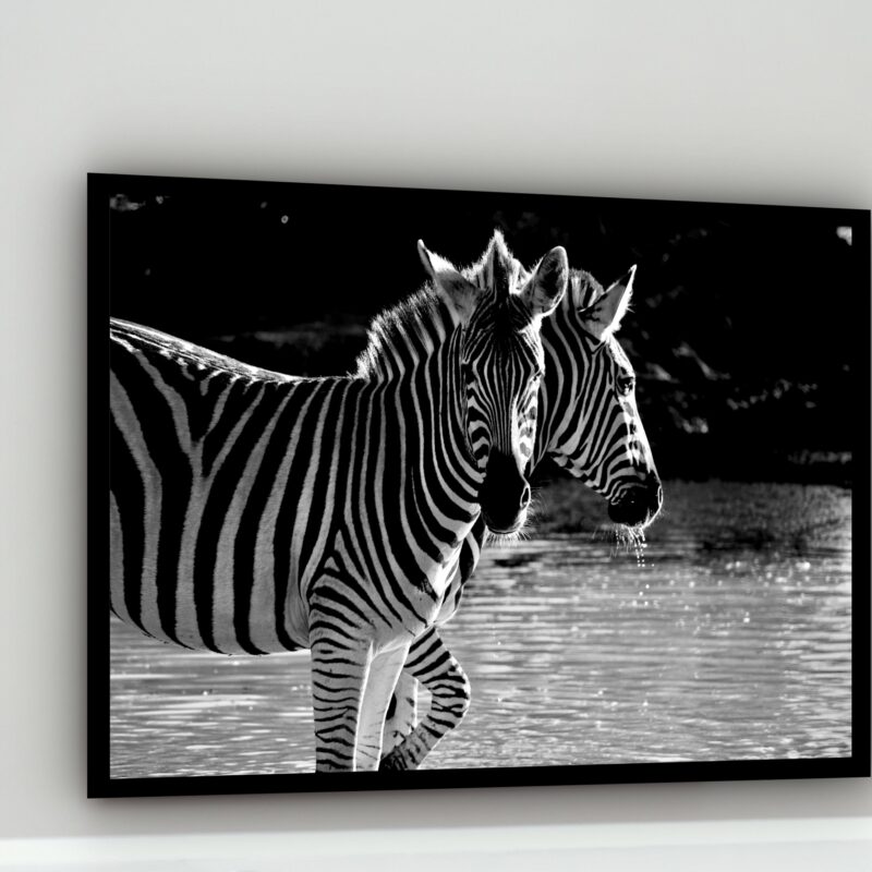 Quadro Decorativo Fotografia Zebras P&B - 50x70 cm