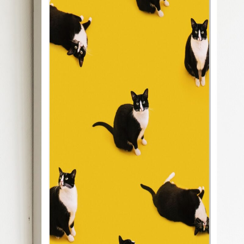 Quadro Decorativo Gatos Fundo Amarelo - 70x50 cm