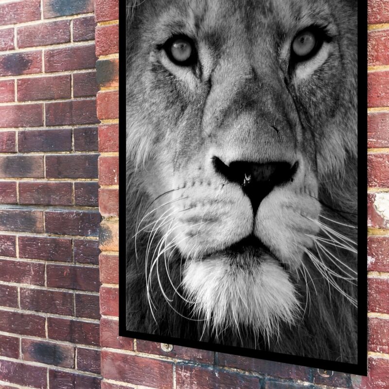 Quadro Decorativo Leão Preto e Branco - 70x50 cm
