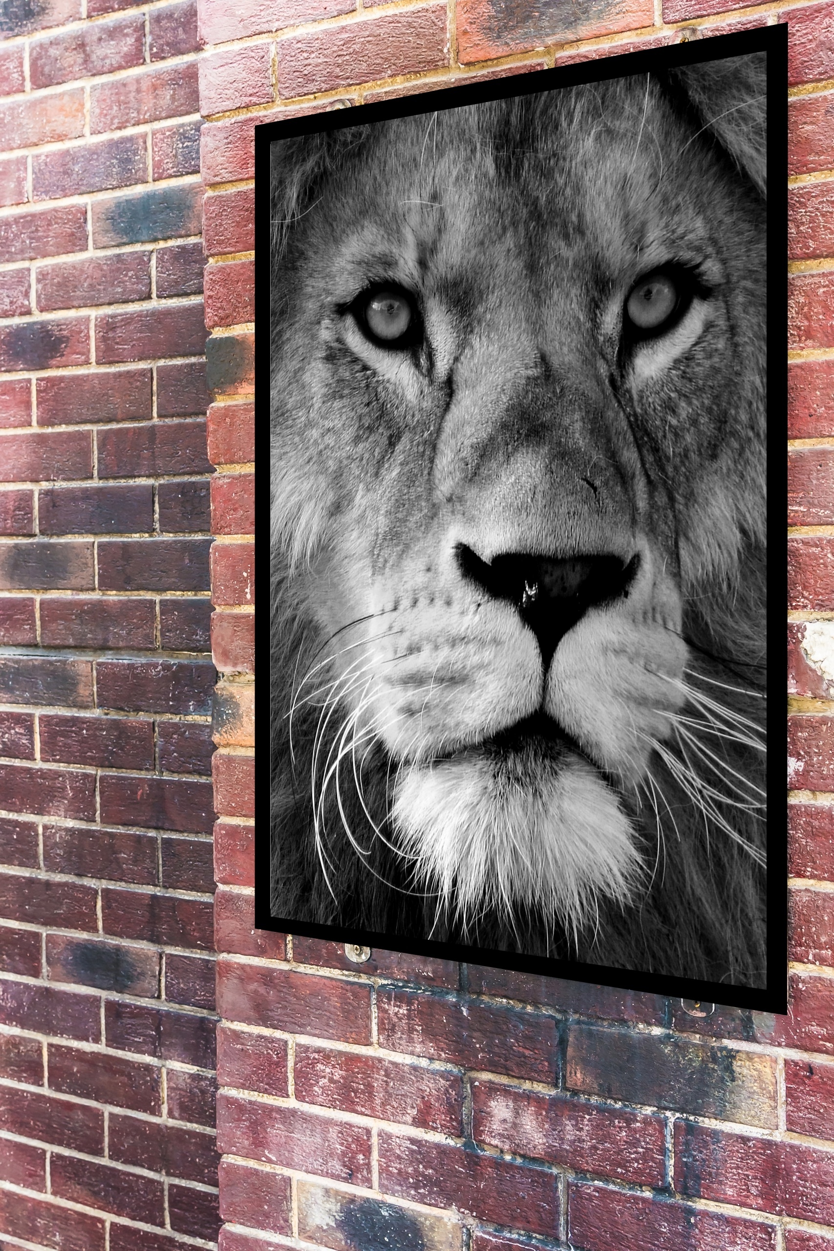 Quadro Decorativo Leão Preto e Branco - 70x50 cm