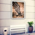 Quadro Decorativo Zebra Comendo Fotografia - 70x50 cm