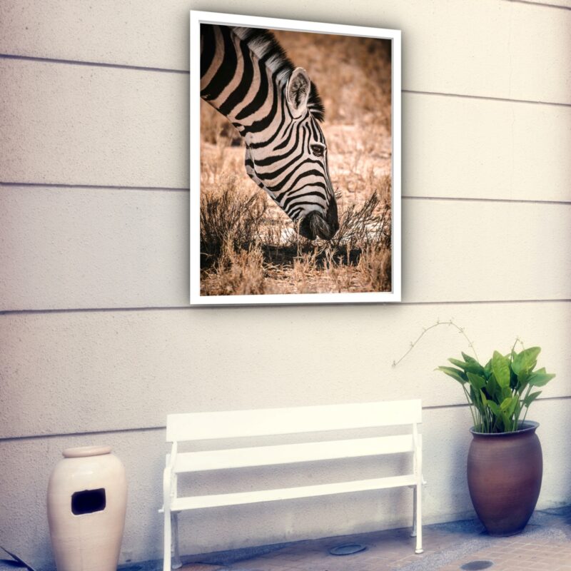 Quadro Decorativo Zebra Comendo Fotografia - 70x50 cm