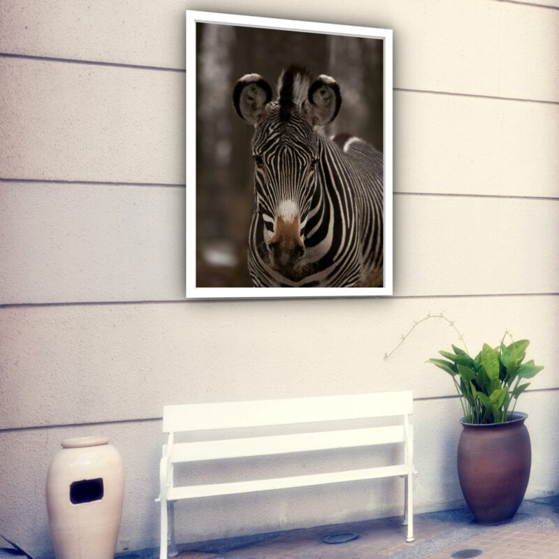 Quadro Decorativo Zebra Fotografia - 70x50 cm