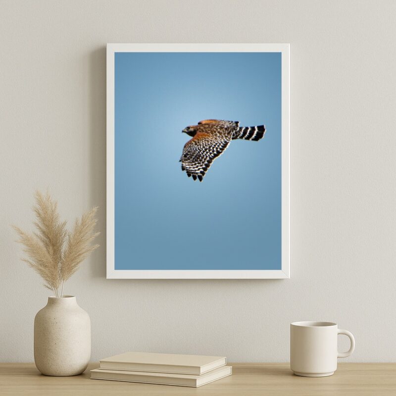 Quadro Decorativo Falcão Peregrino Voando