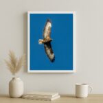 Quadro Decorativo Falcão Peregrino Voando - Céu Azul