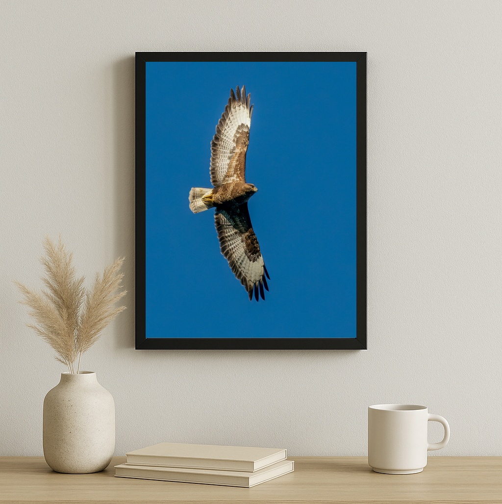 Quadro Decorativo Falcão Peregrino Voando - Céu Azul